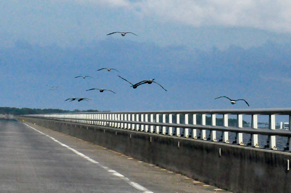 birds flying over the bridge